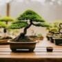 bonsai propagation outdoors guide
