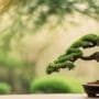 bonsai pruning for growth