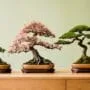 bonsai reflects owner s personality