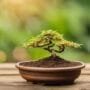 bonsai soil selection guide