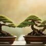bonsai species for outdoors