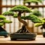 bonsai stands for display