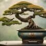 bonsai symbolism and history
