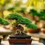 bonsai thrives in sun