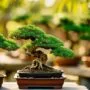 bonsai thrives in sun