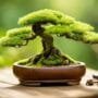 bonsai training event schedule