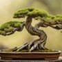 bonsai tree bark enhancement