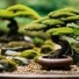 bonsai tree care basics
