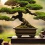 bonsai tree care guide