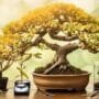 bonsai tree care issues
