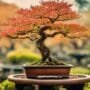 bonsai tree care schedule