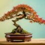 bonsai tree contest rules