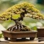 bonsai tree crisis intervention