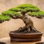 bonsai tree design elements