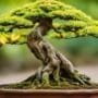 bonsai tree health essentials