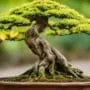 bonsai tree health essentials