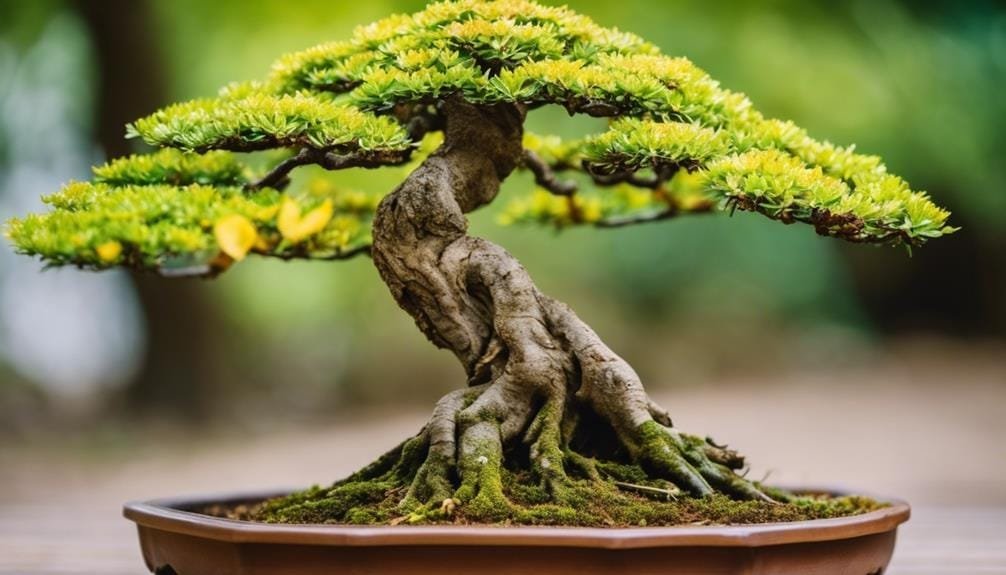 bonsai tree health essentials