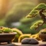 bonsai tree shaping art