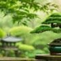 bonsai tree shaping mastery