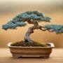 bonsai trees for dry