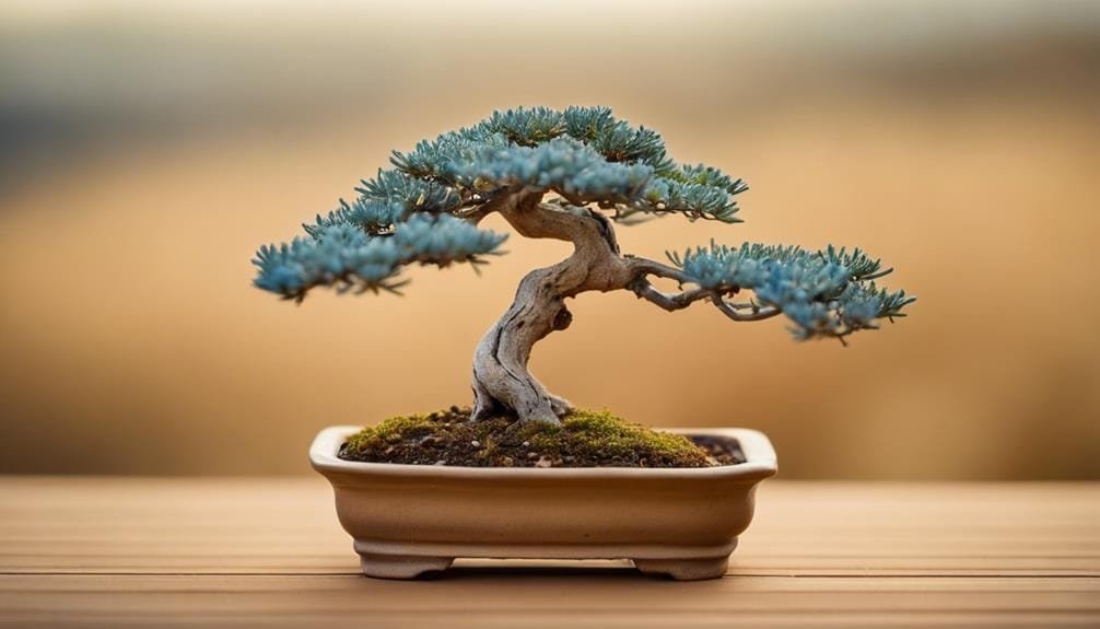 bonsai trees for dry