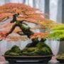 bonsai trees for seasons