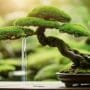 bonsai trees in flow
