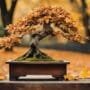 bonsai trees need care