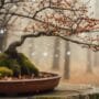bonsai trees need rest