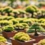 bonsai trees on sale