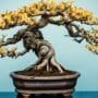 bonsai trees show stress