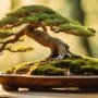 bonsai trees slanted art