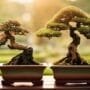 bonsai watering by season