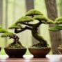 bonsai with minimal wiring