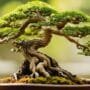 care for tiny trees