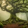 caring for bonsai trees