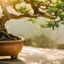 caring for bonsai trees