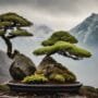 caring for bonsai trees