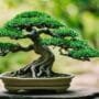 caring for dead trees