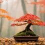 caring for deciduous bonsai