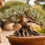caring for delicate trees