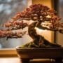 caring for indoor trees