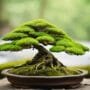 caring for outdoor bonsai