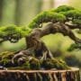 caring for tiny trees