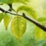 causes of yellow leaves