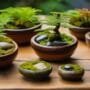 ceramic containers for bonsai