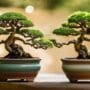 choosing right bonsai pots