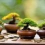 compare bonsai pot prices