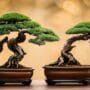 comparing global bonsai aesthetics