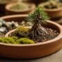 creating custom bonsai soil